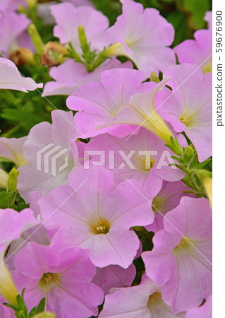 植物:矮牽牛 植物:矮牽牛 59676900