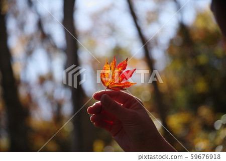 Pick up fallen leaves Pick up fallen leaves 59676918