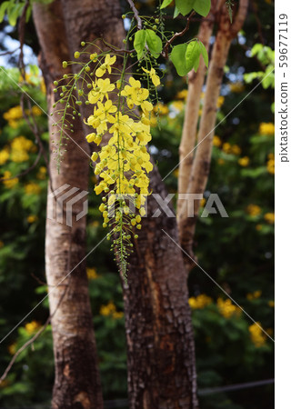 The Cassia fistula tree (local name Khun) were changed leaves to be yellow beautiful flowers The Cassia fistula tree (local name Khun) were changed leaves to be yellow beautiful flowers 59677119