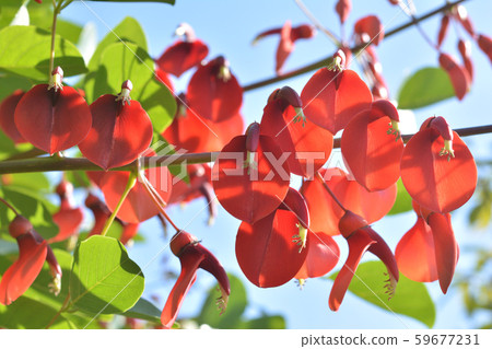 美國Deigo 59677231