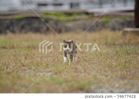 A walking cat A walking cat 59677428