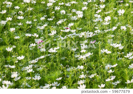 white cosmos flowers farm 59677879