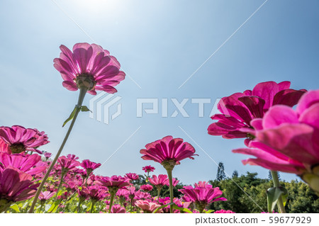 pink cosmos flowers farm pink cosmos flowers farm 59677929