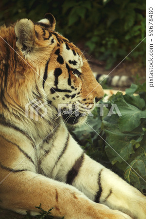 male tiger closeup 59678480