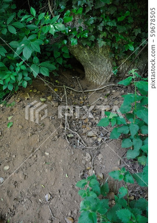 burrow entrance of a badger 59678505