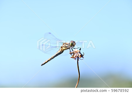 Red dragonfly in blue sky 59678592