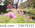 Cosmos 59679335
