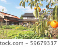 persimmon 59679337