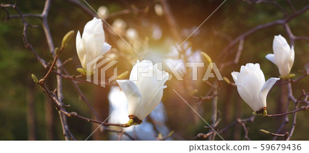 Blooming white magnolia flowers in spring Blooming white magnolia flowers in spring 59679436