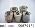 Cactus 01 59679479