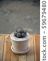 Cactus 02 59679480