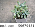 Succulent  59679481