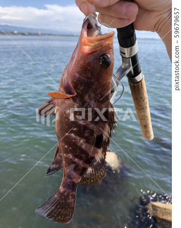 Epinephelus akaara Epinephelus akaara 59679657