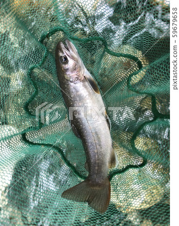 Iwana Salvelinus leucomaenis Iwana Salvelinus leucomaenis 59679658