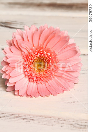 Gently pink gerbera on a wooden background. 59679729