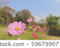 Cosmos 59679907