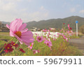 Country road cosmos 59679911