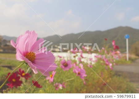 Country road cosmos 59679911