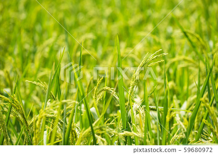 Organic green jasmine rice farm to harvest 59680972