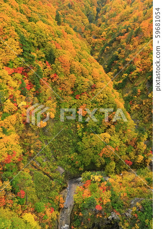 [Aomori Prefecture] Nishiki-Aki Jogakura Stream 59681054