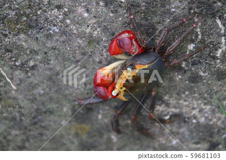 紅爪蟹沼澤 紅爪蟹沼澤 59681103