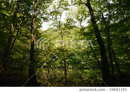 Shirakami Mountains 59681105