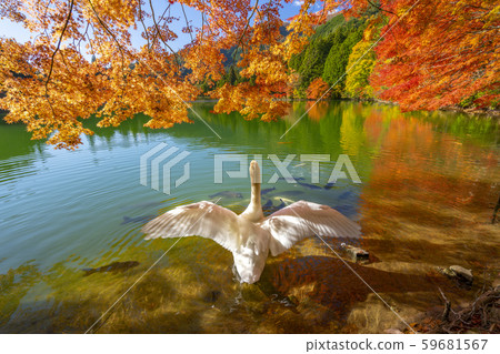 [南阿爾卑斯山]稻田湖秋葉白鳥 59681567