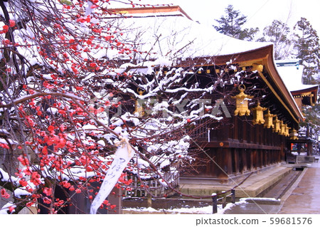 Kitano Tenmangu Shrine (Kyogyo-ku, Kyoto) Snow on plum blossoms 59681576