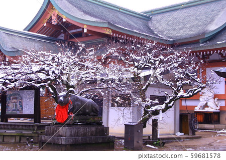 Kitano Tenmangu Shrine (Kyogyo-ku, Kyoto) Snow on plum blossoms 59681578