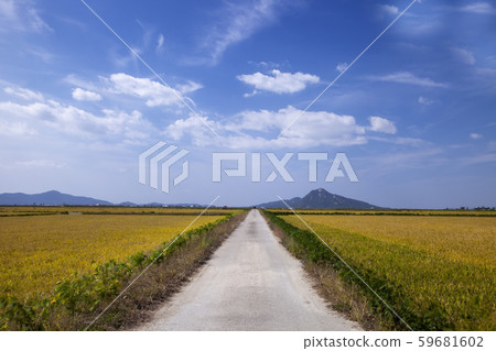 Gyeonggi-do, Ganghwa-do, blue sky, rice Gyeonggi-do, Ganghwa-do, blue sky, rice 59681602
