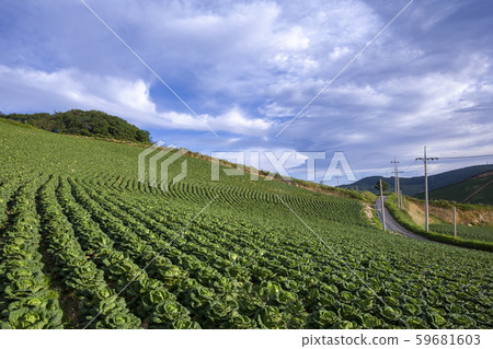Gangwon-do, Gangneung, Anbandon, Chinese cabbage, Blue sky, Cloud Gangwon-do, Gangneung, Anbandon, Chinese cabbage, Blue sky, Cloud 59681603