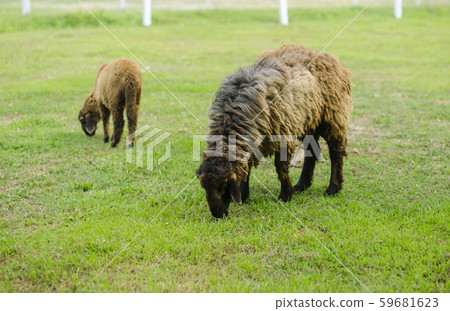 Sheep Grazing in a Green Field Sheep Grazing in a Green Field 59681623