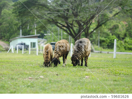 Sheep Grazing in a Green Field Sheep Grazing in a Green Field 59681626