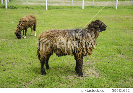 Sheep Grazing in a Green Field 59681632