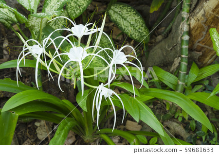 Crinum Lily, Cape Lily, Poison Bulb, Spider Lily,Crinum asiaticum Linn Crinum Lily, Cape Lily, Poison Bulb, Spider Lily,Crinum asiaticum Linn 59681633