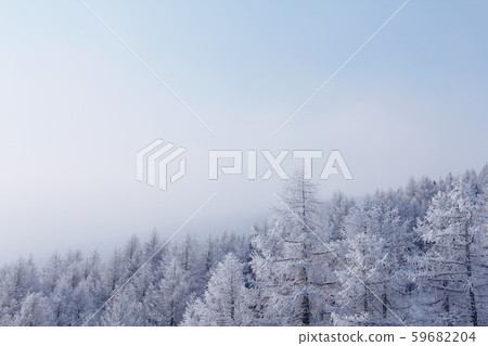 Winter mountain forest in Soelden 59682204