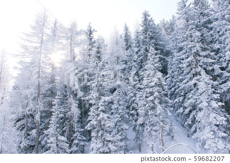 Winter mountain forest in Soelden Winter mountain forest in Soelden 59682207