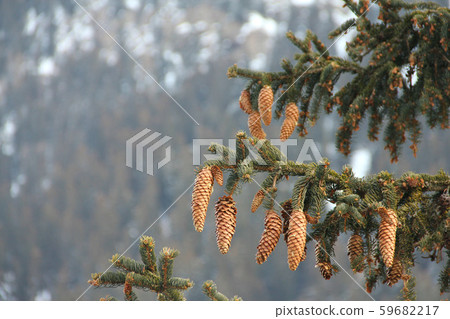 Noble fir and cones in winter mountains Noble fir and cones in winter mountains 59682217