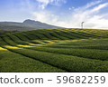 Jeju island, green tea field, blue sky, clouds 59682259