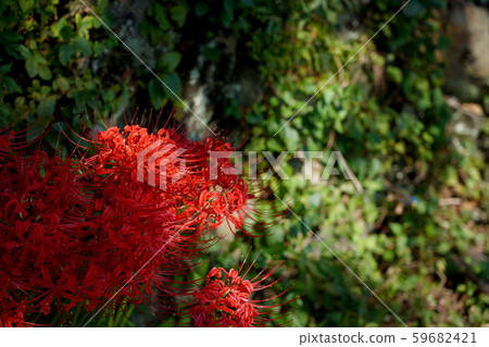 紅色群集朱頂蘭盛開在樹蔭下 紅色群集朱頂蘭盛開在樹蔭下 59682421