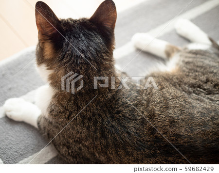 一隻貓的背面 59682429