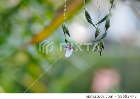 Water canna, water plant Water canna, water plant 59682478