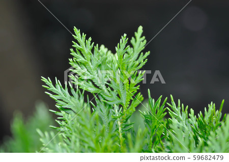 fern , fern plant 59682479