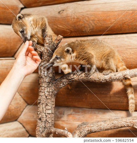 Two Nasua on a wooden branch Two Nasua on a wooden branch 59682554