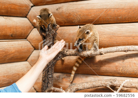 Young Nasua are sitting on a branch in the zoo. Young Nasua are sitting on a branch in the zoo. 59682556