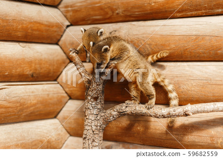 Two friends of the Nasua are sitting on a branch Two friends of the Nasua are sitting on a branch 59682559