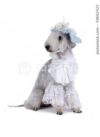 Funny Bedlington Terrier dog dressed in a frill 59683425