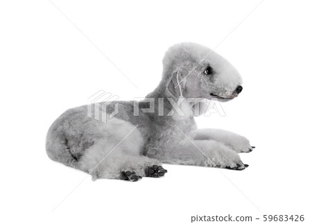 Cute Bedlington Terrier dog lying in the studio Cute Bedlington Terrier dog lying in the studio 59683426