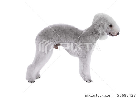 Cute Bedlington Terrier dog standing in a classic 59683428