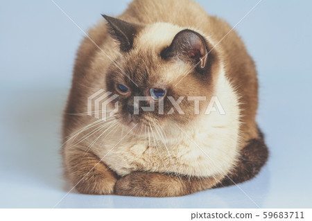 Portrait of the colorpoint British Shorthair cat 59683711